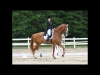 wellington-dressage-1004