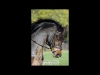 wellington-dressage-2001