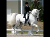 wellington-dressage-3007