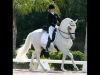 wellington-dressage-3008