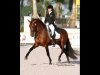 wellington-dressage-5006