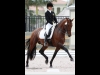 wellington-dressage-5008